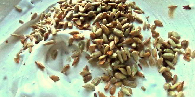 Рецепт орехового безе