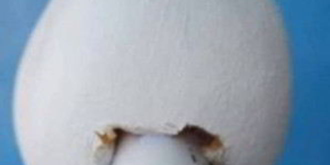 Рецепт лебедей из конфет