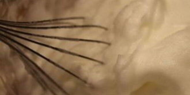 Рецепт крема для торта из маскарпоне