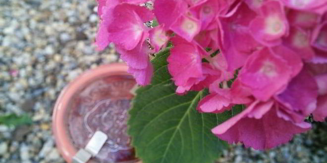 Рецепт мармелада из ревеня и клубники с мятой