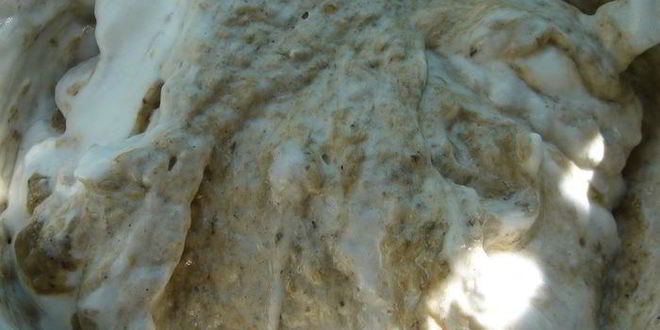 Рецепт грибного суфле