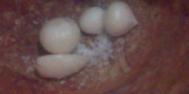 Рецепт молодого картофеля с укропом