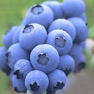 Рецепт Пюре из запеченных яблок, груш и голубики