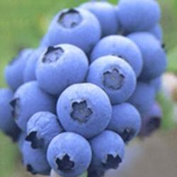 Рецепт Пюре из запеченных яблок, груш и голубики