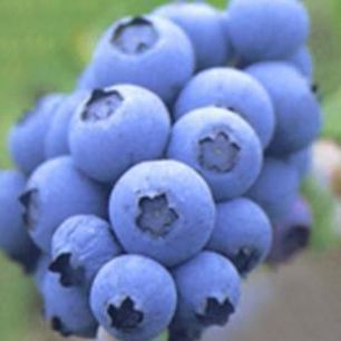 Рецепт Пюре из запеченных яблок, груш и голубики