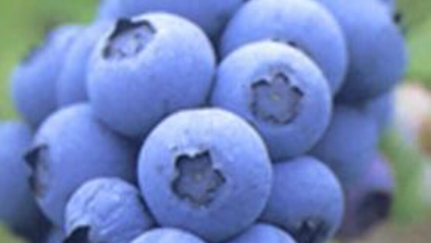 Рецепт пюре из запеченных яблок, груш и голубики