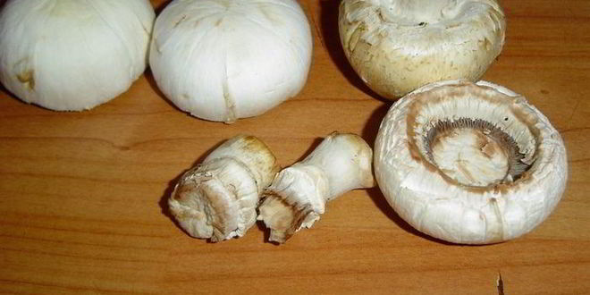 Рецепт шампиньонов фаршированных морское искушение