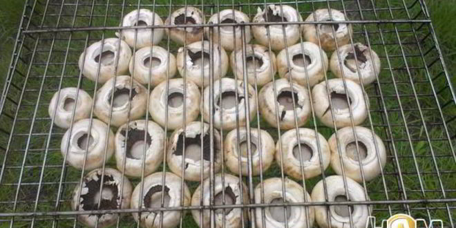 Рецепт шампиньонов на мангале