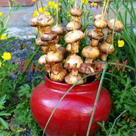 Рецепт Шампиньонов на шпажках на мангале