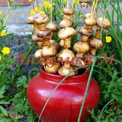 Рецепт Шампиньонов на шпажках на мангале