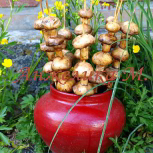 Рецепт Шампиньонов на шпажках на мангале