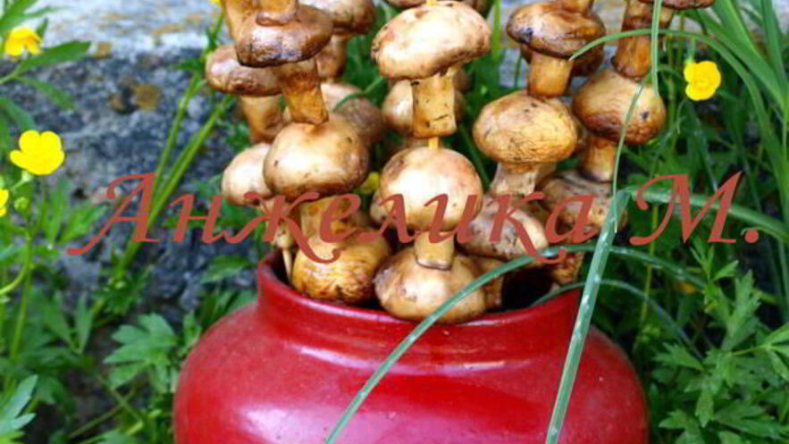 Рецепт шампиньонов на шпажках на мангале