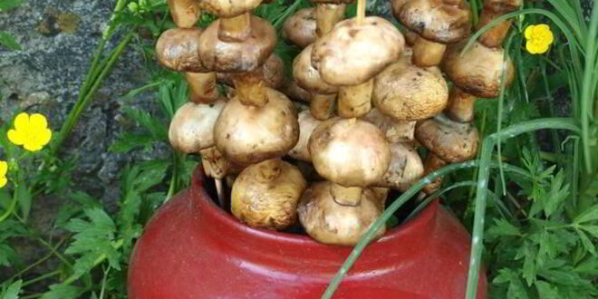 Рецепт шампиньонов на шпажках на мангале