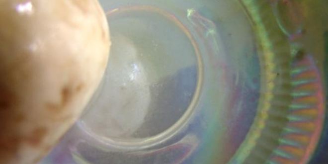 Рецепт шампиньонов с эстрагоном