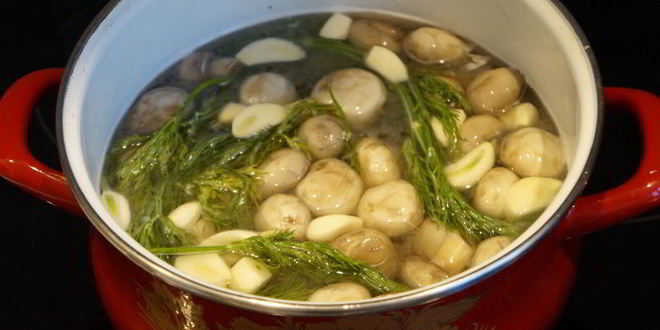 Рецепт соленых шампиньонов