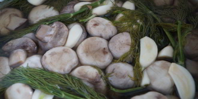 Рецепт соленых шампиньонов