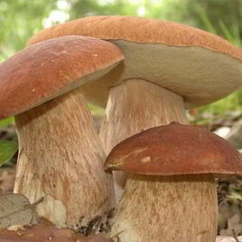 Рецепт Запеченных белых грибов