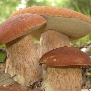 Рецепт Запеченных белых грибов