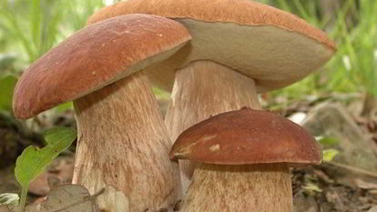 Рецепт Запеченных белых грибов