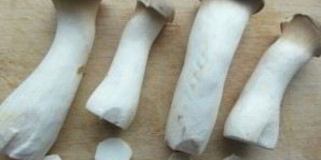 Рецепт запеченных вешенок