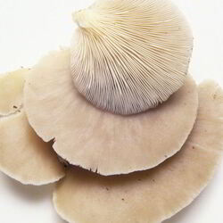 Рецепт Жаренских вешенок в кляре