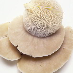 Рецепт Жаренских вешенок в кляре