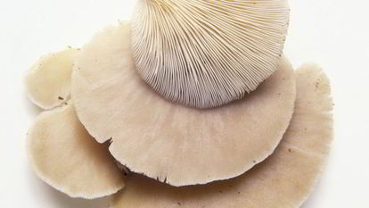 Рецепт Жаренских вешенок в кляре