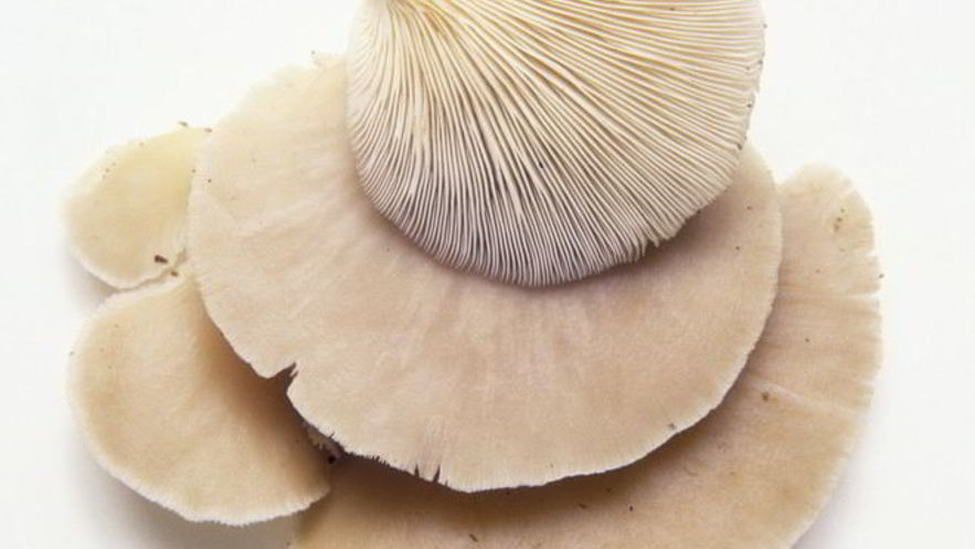 Рецепт жаренских вешенок в кляре