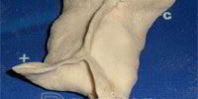 Рецепт мантов узбекских