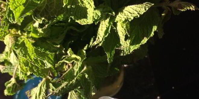 Рецепт баклажанов с мятой по-сицилийски