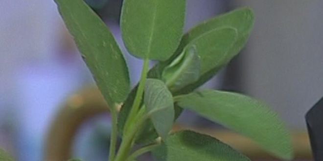 Рецепт пасты с рагу из дичи