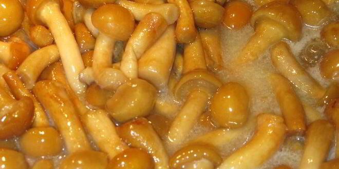 Рецепт зеленого ризотто с опятами и креветками