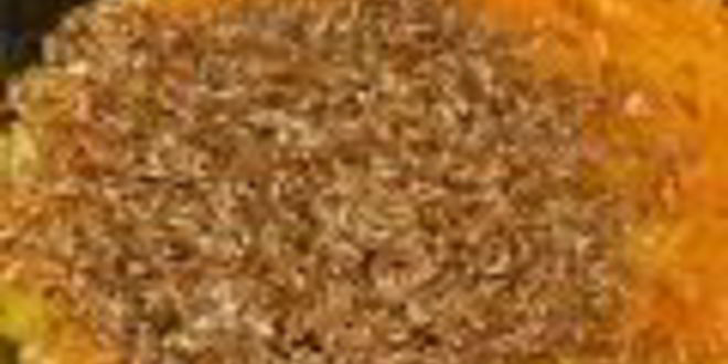 Рецепт каши из полбы в мультиварке