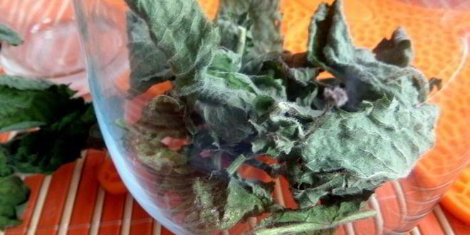 Рецепт бруснично-ромашкового чай с мятой