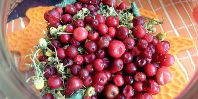 Рецепт бруснично-ромашкового чай с мятой