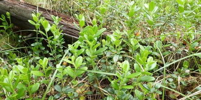 Рецепт копорского чая с травами