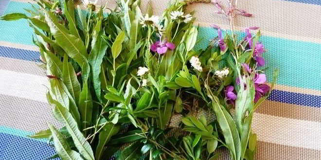 Рецепт копорского чая с травами