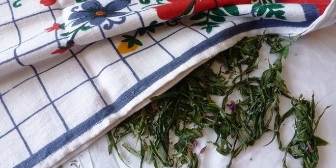 Рецепт копорского чая с травами