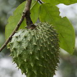 Рецепт Зеленого чая с саусепом