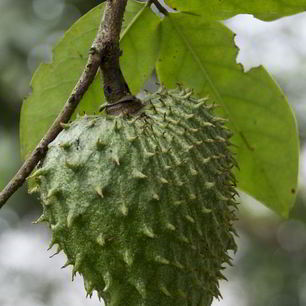 Рецепт Зеленого чая с саусепом