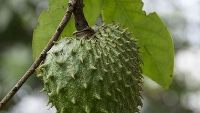 Рецепт Зеленого чая с саусепом