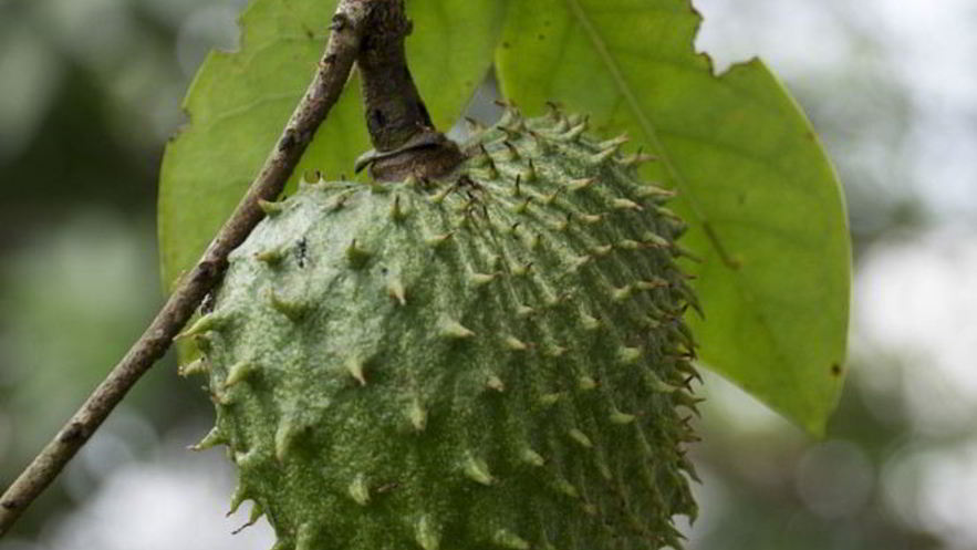 Рецепт зеленого чая с саусепом