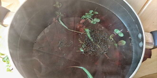 Рецепт чайного напитка с ежевикой и мятой