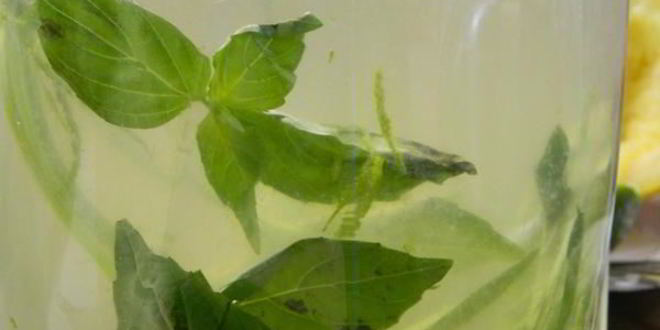 Рецепт лимонада с базиликом и душистым перцем