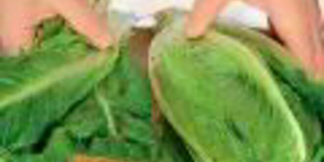 Рецепт салата цезарь с индейкой на гриле