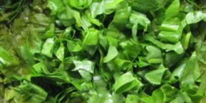 Рецепт холодника по-белорусски на кефире