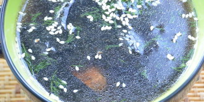 Рецепт холодного супа из морской капусты