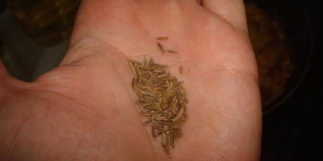 Рецепт кислых деревенских щей