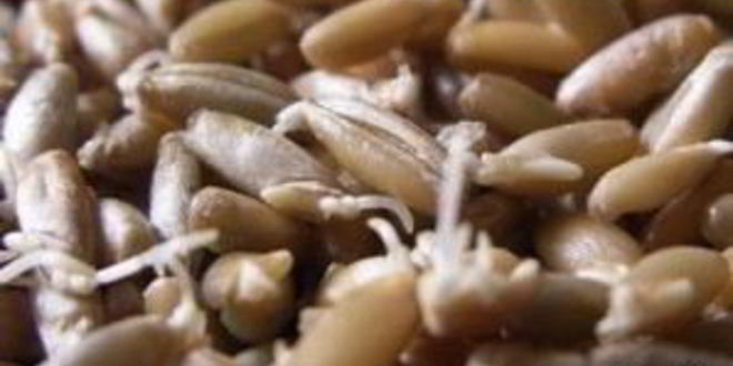 Рецепт щей московских