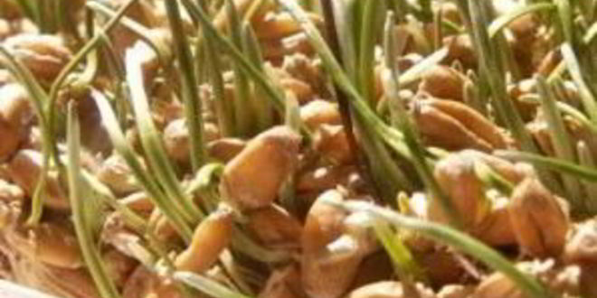 Рецепт щей московских